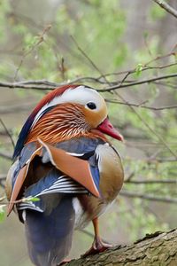 Preview wallpaper mandarin duck, duck, bird