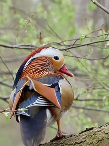 Preview wallpaper mandarin duck, duck, bird