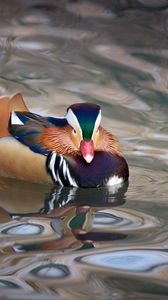 Preview wallpaper mandarin duck, duck, bird, wildlife, water