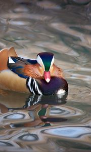 Preview wallpaper mandarin duck, duck, bird, wildlife, water