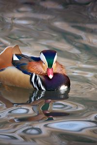 Preview wallpaper mandarin duck, duck, bird, wildlife, water