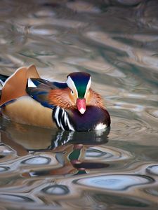 Preview wallpaper mandarin duck, duck, bird, wildlife, water