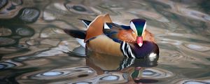 Preview wallpaper mandarin duck, duck, bird, wildlife, water