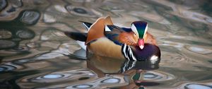 Preview wallpaper mandarin duck, duck, bird, wildlife, water