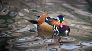 Preview wallpaper mandarin duck, duck, bird, wildlife, water