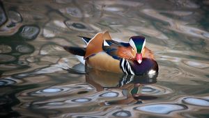 Preview wallpaper mandarin duck, duck, bird, wildlife, water