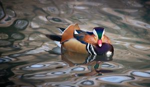 Preview wallpaper mandarin duck, duck, bird, wildlife, water