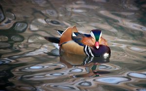 Preview wallpaper mandarin duck, duck, bird, wildlife, water