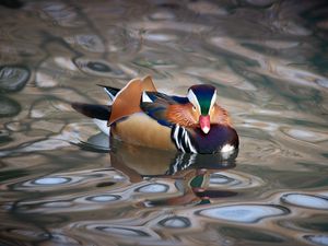 Preview wallpaper mandarin duck, duck, bird, wildlife, water