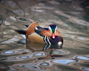 Preview wallpaper mandarin duck, duck, bird, wildlife, water