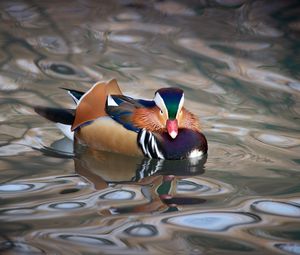 Preview wallpaper mandarin duck, duck, bird, wildlife, water