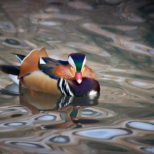 Preview wallpaper mandarin duck, duck, bird, wildlife, water