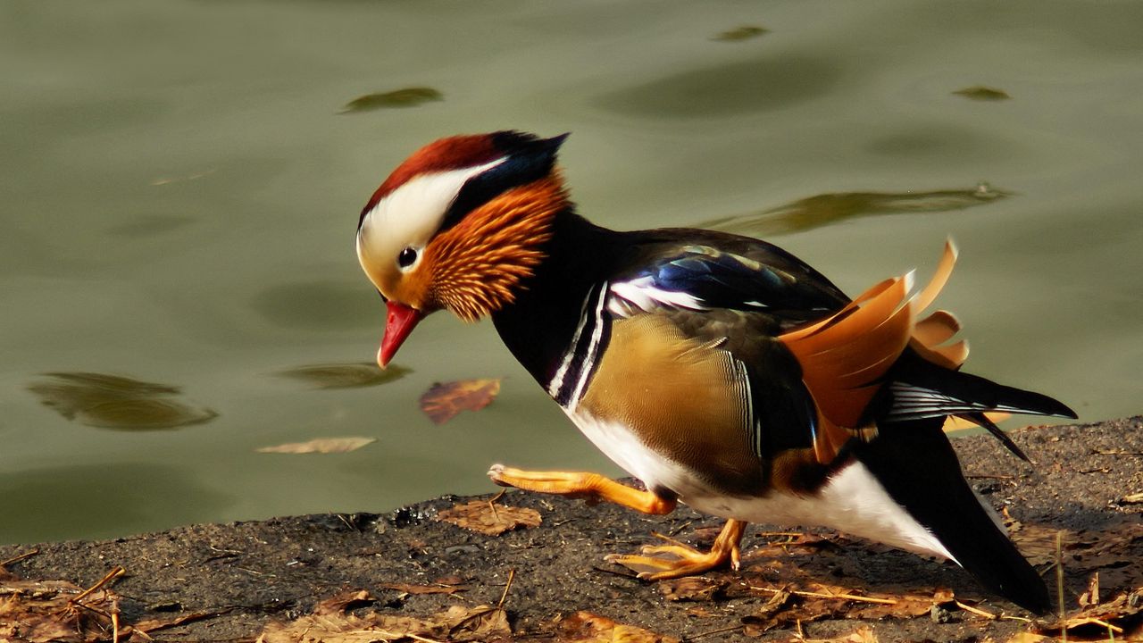 Wallpaper mandarin duck, pond, color, feathers, bird