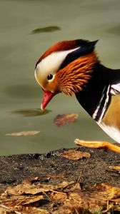 Preview wallpaper mandarin duck, pond, color, feathers, bird