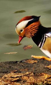 Preview wallpaper mandarin duck, pond, color, feathers, bird