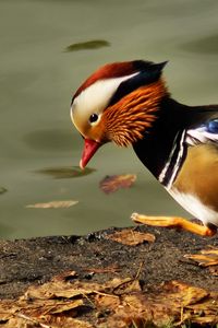 Preview wallpaper mandarin duck, pond, color, feathers, bird