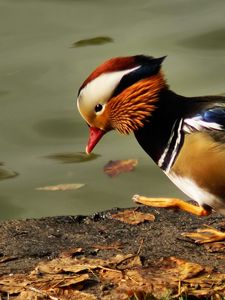 Preview wallpaper mandarin duck, pond, color, feathers, bird