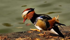 Preview wallpaper mandarin duck, pond, color, feathers, bird