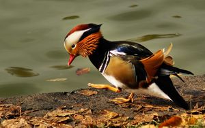 Preview wallpaper mandarin duck, pond, color, feathers, bird