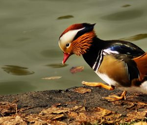 Preview wallpaper mandarin duck, pond, color, feathers, bird