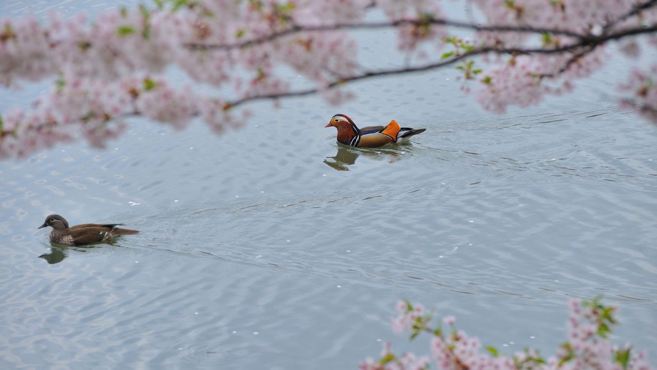 Wallpaper mandarin duck, swim, water, trees, flowers