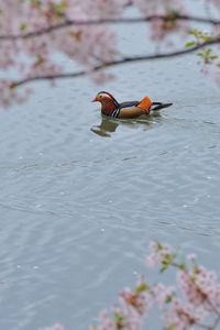 Preview wallpaper mandarin duck, swim, water, trees, flowers
