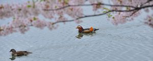 Preview wallpaper mandarin duck, swim, water, trees, flowers