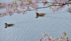 Preview wallpaper mandarin duck, swim, water, trees, flowers