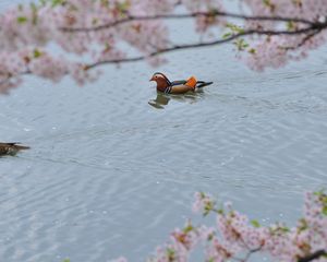 Preview wallpaper mandarin duck, swim, water, trees, flowers