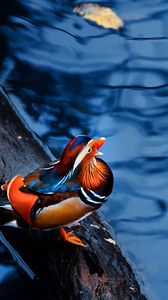 Preview wallpaper mandarin duck, water, timber, bird, sitting