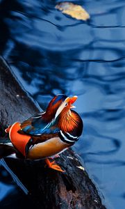 Preview wallpaper mandarin duck, water, timber, bird, sitting