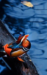 Preview wallpaper mandarin duck, water, timber, bird, sitting