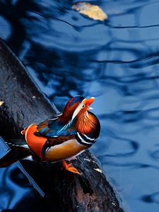 Preview wallpaper mandarin duck, water, timber, bird, sitting