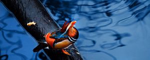 Preview wallpaper mandarin duck, water, timber, bird, sitting