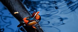 Preview wallpaper mandarin duck, water, timber, bird, sitting