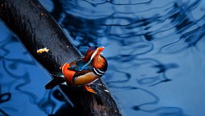 Preview wallpaper mandarin duck, water, timber, bird, sitting