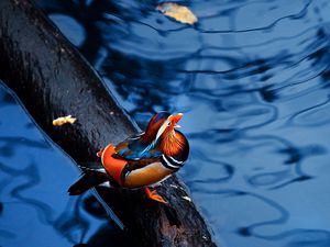 Preview wallpaper mandarin duck, water, timber, bird, sitting