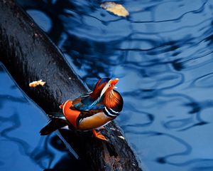 Preview wallpaper mandarin duck, water, timber, bird, sitting