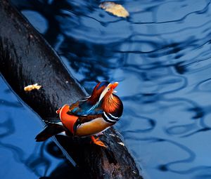 Preview wallpaper mandarin duck, water, timber, bird, sitting