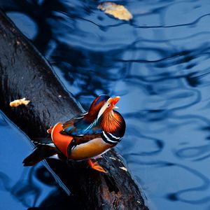 Preview wallpaper mandarin duck, water, timber, bird, sitting