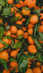Preview wallpaper mandarins, citrus, fruit, leaves