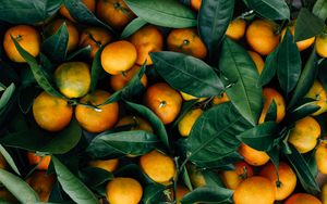 Preview wallpaper mandarins, fruits, citrus, leaves