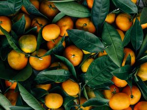 Preview wallpaper mandarins, fruits, citrus, leaves