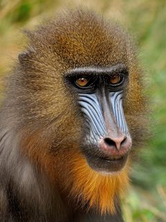 mandrill wallpaper