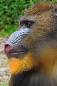 Preview wallpaper mandrill, monkey, muzzle, fur