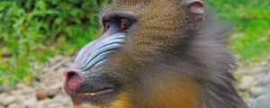 Preview wallpaper mandrill, monkey, muzzle, fur