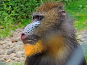 Preview wallpaper mandrill, monkey, muzzle, fur