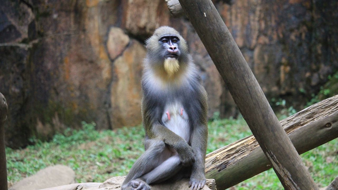 Wallpaper mandrill, monkey, sitting