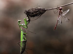 Preview wallpaper mantis, dragonfly, insects, grass, macro, flower, dry, danger