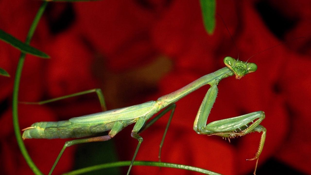 Wallpaper mantis, grass, flower, background, bright